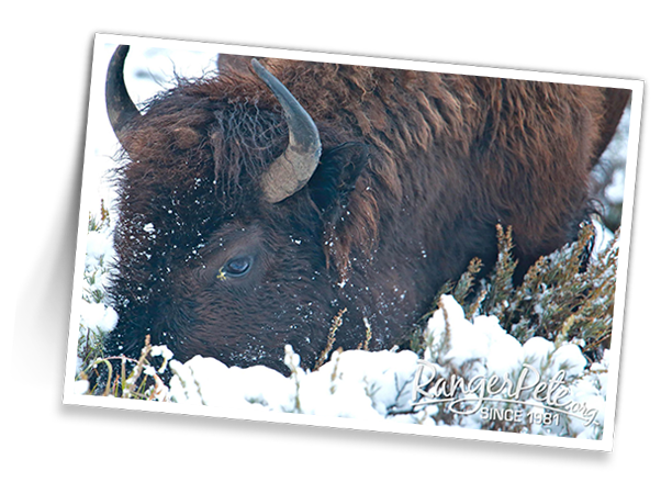 BISON-IN-SNOW-3
