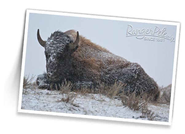 BISON-BEARING-THE-ELEMENTS