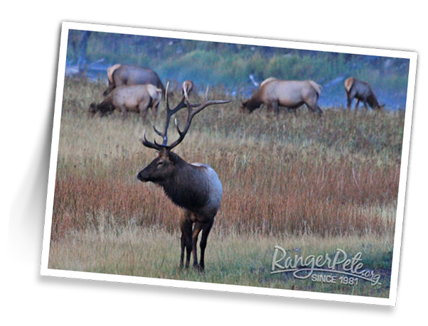 Elk-near-Madison-River_2