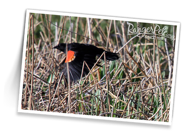 Red-Winged-Blackbird-in-River-Reeds