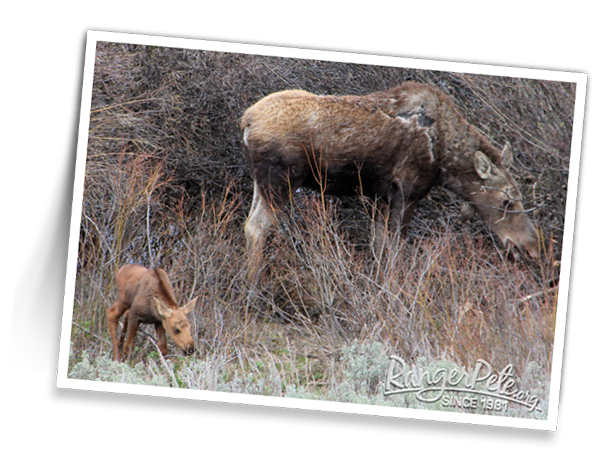 Teton-Moose-with-Newborn-Calf