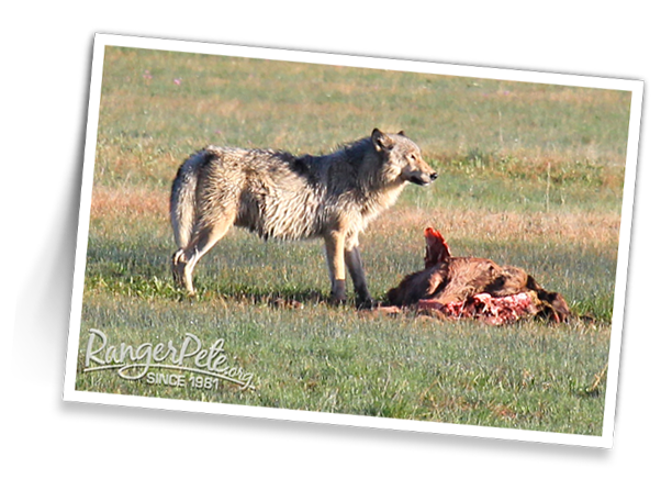 WOLF-AT-ELK-CARCASS-day2