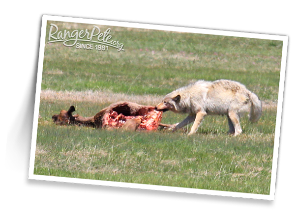 Wolf-Kills-Elk2