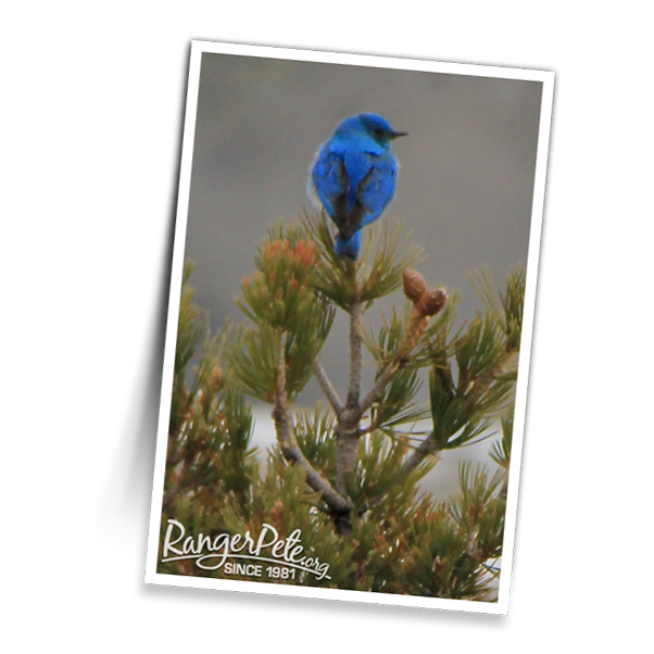 YELLOWSTONE-BLUE-BIRD